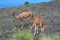 Grazing camels on a rocky, lava field