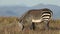 Grazing Cape mountain zebra