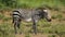 Grazing Cape mountain zebra