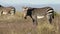 Grazing Cape mountain zebra