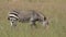 Grazing cape mountain zebra