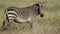 Grazing Cape mountain zebra - South Afriva