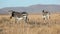 Grazing Cape Mountain Zebras