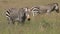 Grazing Cape mountain zebras
