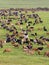 Grazing cattle