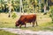 Grazing cattle bull on exotic and tropical La Digue island at Seychelles