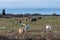 Grazing cattle in a coastal grassland