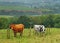 Grazing Cattle in an English Meadow