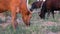 grazing cattle on farm