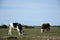 Grazing cattle in a grassland
