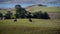 Grazing cattle on green fields