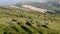 Grazing cattle on green meadow