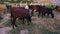 grazing cattle herd
