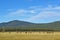 Grazing cattle in a missing volcano