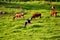 Grazing cattle in old rural area