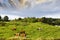 Grazing cattle in old rural area