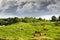 Grazing cattle in old rural landscape