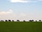 Grazing Cattle Silhouette