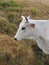 Grazing Chianina breed cow