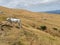 Grazing Chianina breed cows