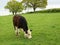 Grazing Cow