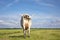 Grazing cow from behind, swinging tail and large udder in a field under a blue sky