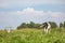 Grazing cow from behind, swinging tail and large udder in a field under a blue sky, and a wired fence