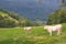 Grazing cow and calf in the mountains. Cattle farm in valley. Cows on pasture. Panoramic rural landscape. Domestic animals concept