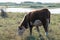 Grazing cow in a coastal grassland