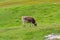 A grazing cow, Dolomites, Italy