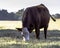 Grazing cow in dormant pasture