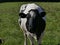 Grazing cow in the field