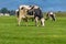 Grazing cow in green pasture with blue sky