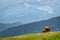 Grazing Cow in the Italian Alps