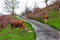 A grazing cow on a lush green pasture, perfect for Eid al-Adha content on a path near a forest.