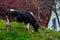 A grazing cow on a lush green pasture perfect for Eid alAdha content in front of a house