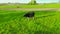 Grazing cow in a meadow in a rural area in a village in the evening on a couch before milking milk