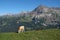 Grazing cow and mountain