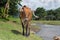 Grazing cow near tropical river