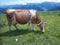 Grazing cow on a pasture in the Alps