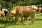 Grazing Cow on Plantation, Czech Republic, Europe