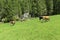 Grazing cows on alpine meadow, Austria, Tyrol Region