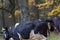 Grazing cows on the background of the autumn forest