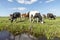 Grazing cows at the bank of a creek, reflected in the water typical landscape of Holland, flat land and water and a horizon with