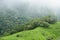 Grazing cows dot the bucolic hillsides of Puntarenas Province in Costa Rica.