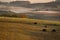 Grazing cows in early morning