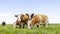 Grazing cows in a field, happy and joyful and a blue cloudy sky, idyllic scene