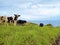 Grazing cows in a grass field. A group of cows graze in a meadow or plain against the seascape of Madeira Island while