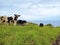 Grazing cows in a grass field. A group of cows graze in a meadow or plain against the seascape of Madeira Island while looking at
