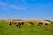 Grazing cows on grass in spring,shepherd grazing cows on pasture on a beautiful sunny day